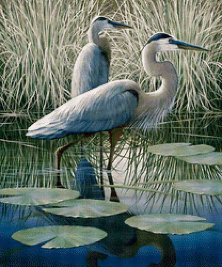 Худ.Бен Массенбург - птицы, цапли, болото - предпросмотр