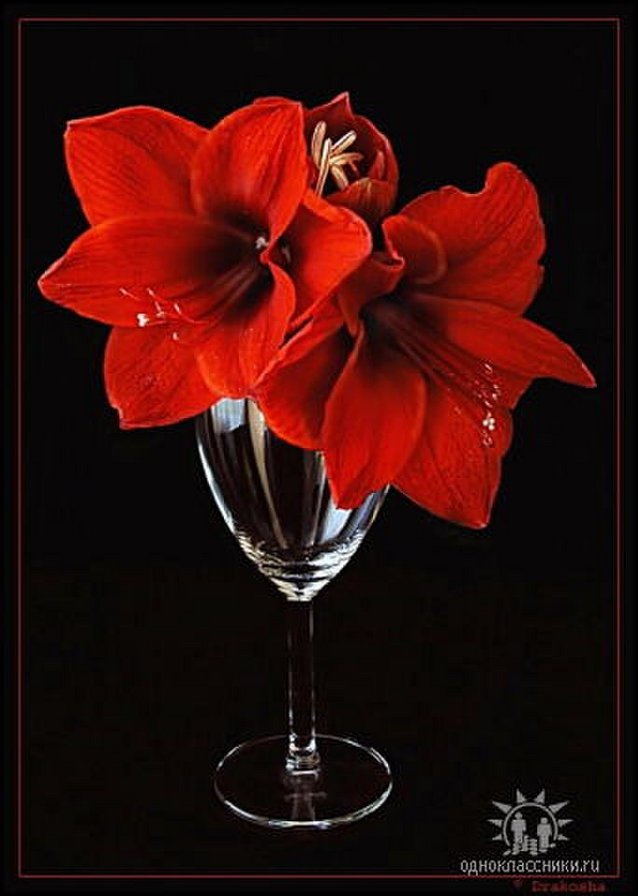 цветок в бокале - оригинал