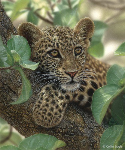 Малыш леопард - леопард, лес, животные, фауна. - оригинал