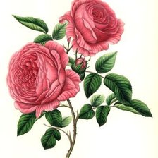 Оригинал схемы вышивки «Розы» (№1224326)