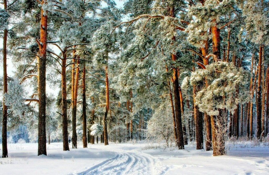 Сказочный лес - сосны, зимний лес, зима, лес, снег, иней, зимний пейзаж, деревья в инее - оригинал