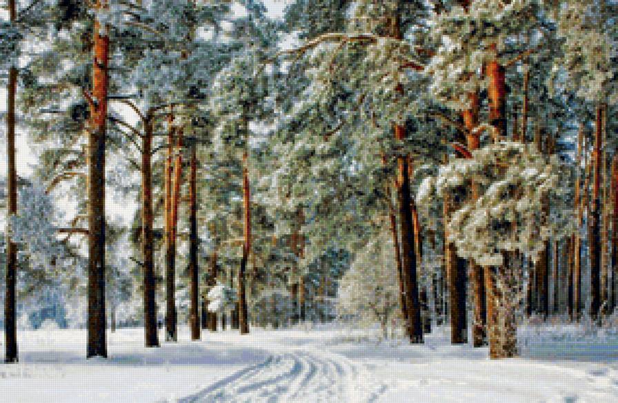 Сказочный лес - деревья в инее, иней, зимний лес, сосны, лес, зима, снег, зимний пейзаж - предпросмотр
