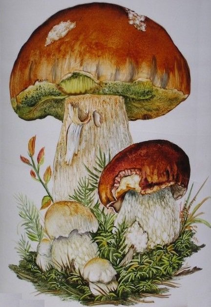 грибочки - оригинал