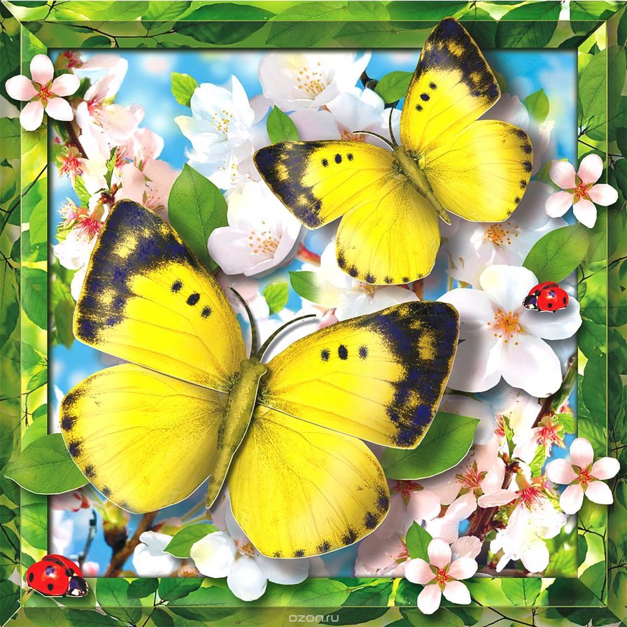 Бабочки - весна, яблоня, цветы, бабочки - оригинал