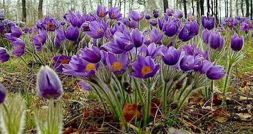 сон-трава - цветы, сон-трава, луг - оригинал