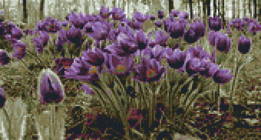 сон-трава - сон-трава, цветы, луг - предпросмотр