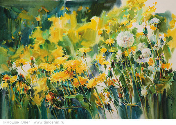 одуванчики - цветы - оригинал