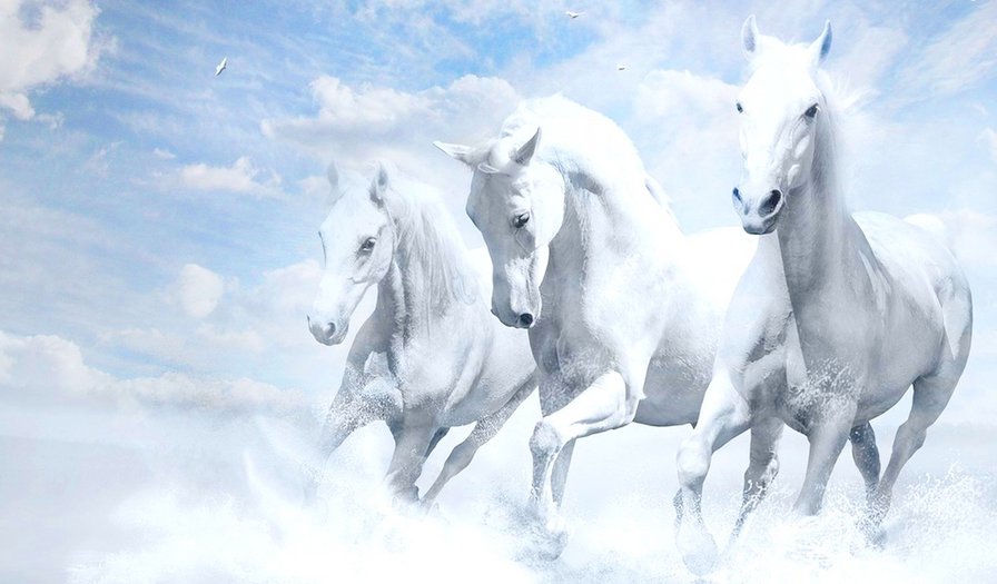 Белые лошади - белые лошади, лошади, небо - оригинал