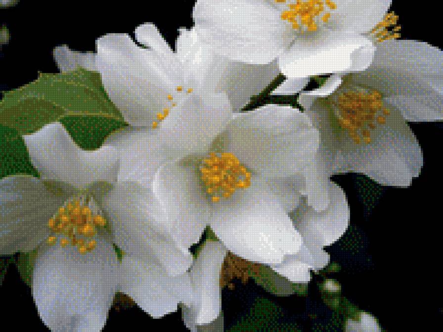 Жасмин - предпросмотр