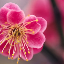 Схема вышивки «Сакура»