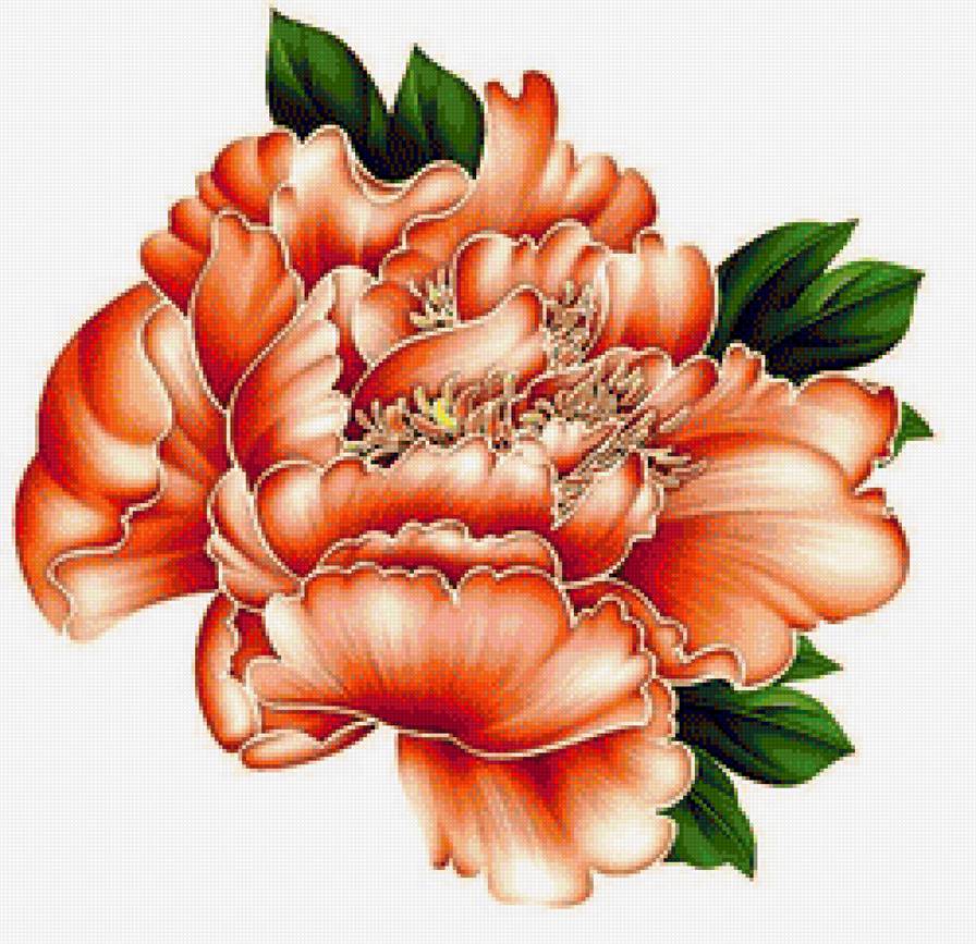 Пион - цветок, цветы - предпросмотр