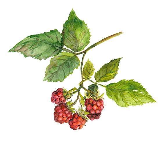 Малина - оригинал