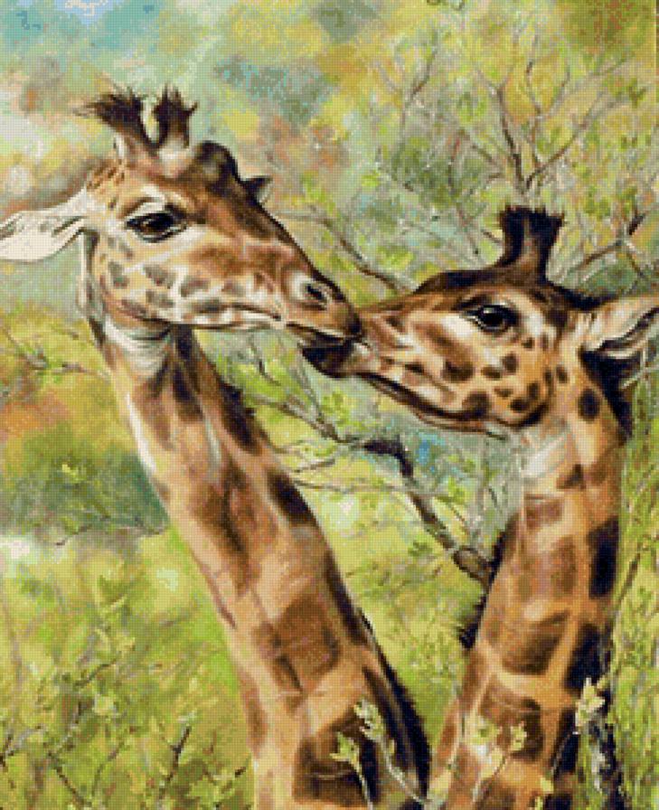 Жирафья любовь - животные, лето, сладкая парочка, жираф, поцелуй, любовь, жирафы - предпросмотр