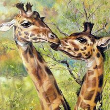 Жирафья любовь