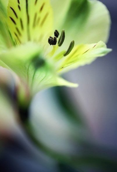 альстермерия - оригинал