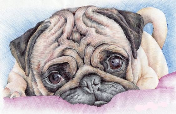 домашние любимцы - оригинал