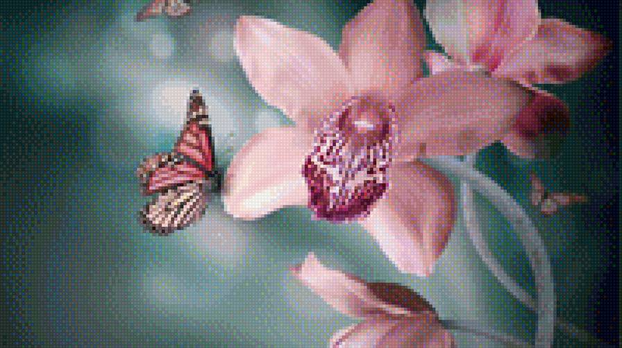 орхидея - бабочка, орхидея - предпросмотр