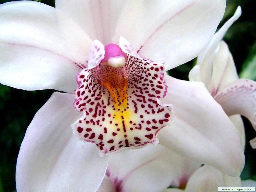 орхидея белая - орхидея - оригинал