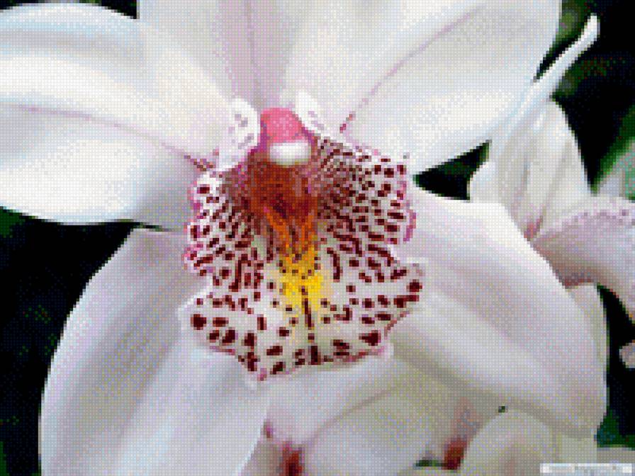 орхидея белая - орхидея - предпросмотр