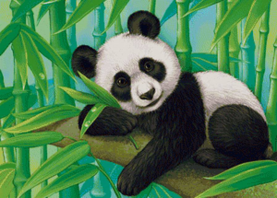 Панда - животные - предпросмотр