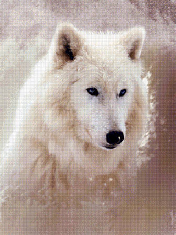 БЕЛЫЙ ВОЛК - природа, дикие животные, by collin bogle, белый волк - предпросмотр