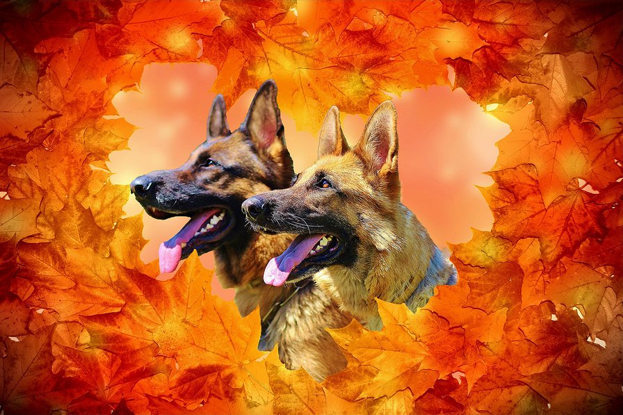 German Shepherds, Autumn - оригинал