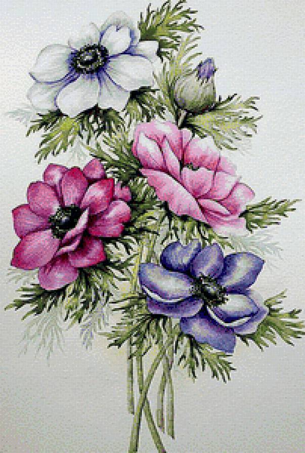 букет цветов - анемоны - предпросмотр