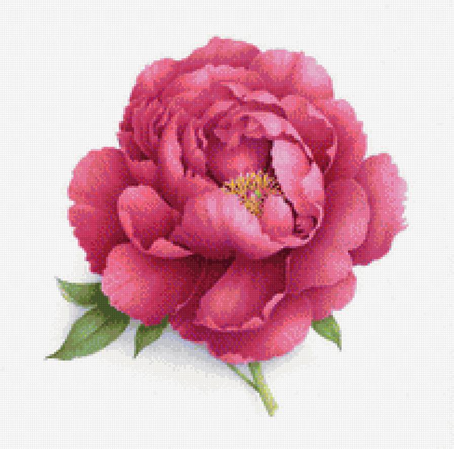 цветок, пион, бутон - бутон, пион - предпросмотр