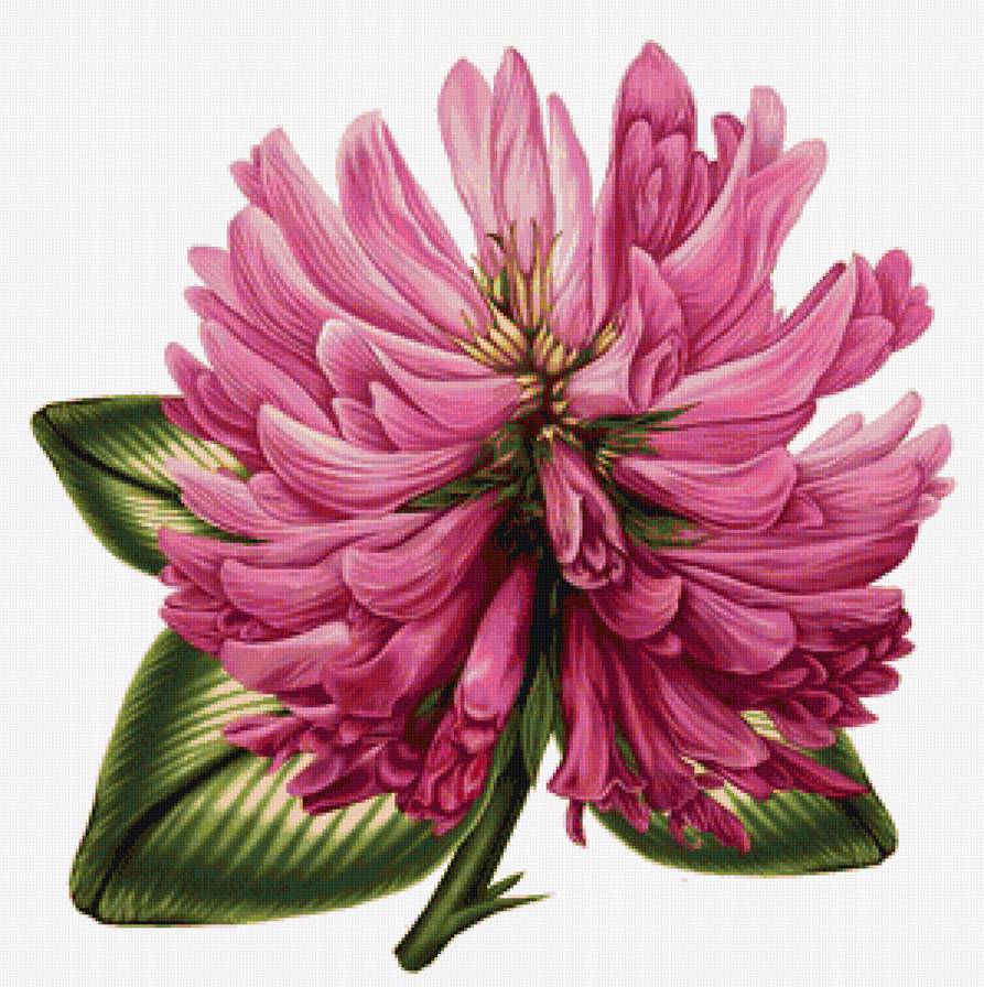 Клевер - цветок, цветы, клевер - предпросмотр