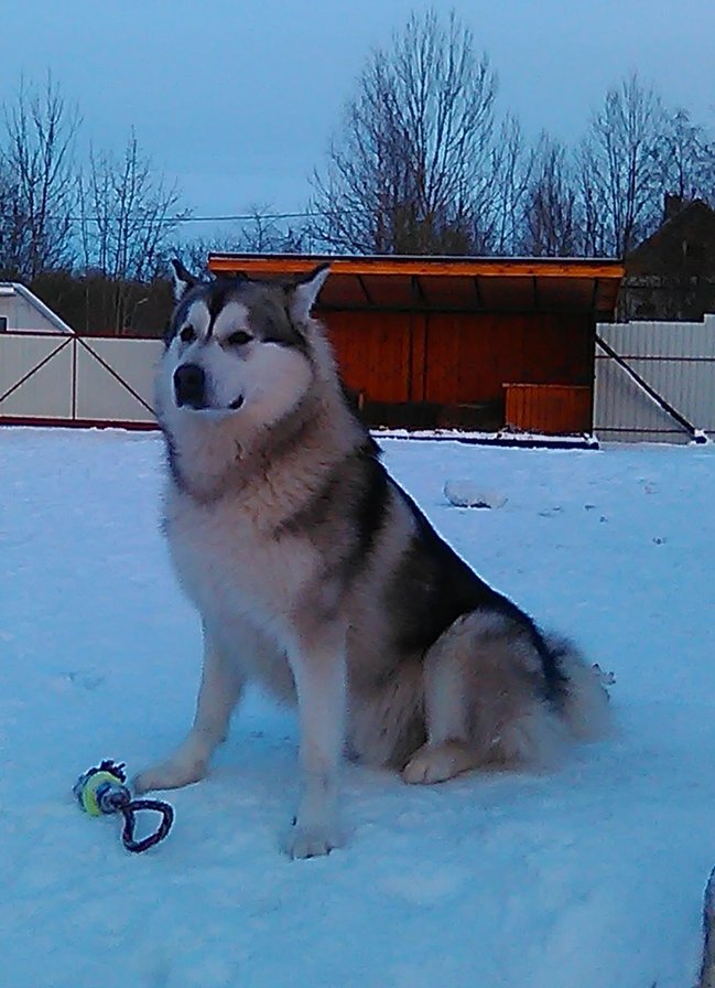 мой маламутик - оригинал