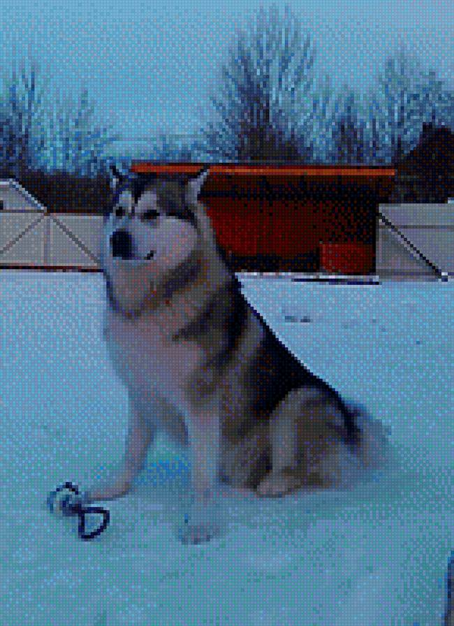 мой маламутик - предпросмотр