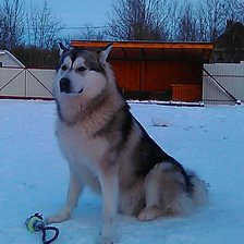 мой маламутик