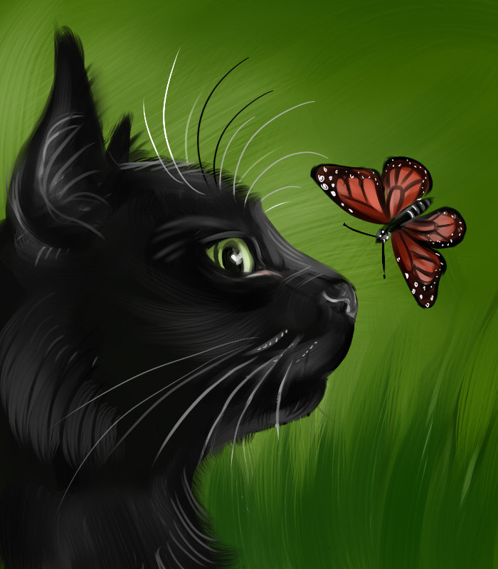 Черный кот с бабочкой - животные, бабочка, кот - оригинал