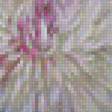 Предпросмотр схемы вышивки «пионы» (№1230379)