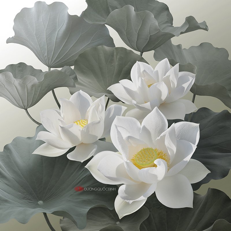 Белые лотосы - фауна, лотос, цветы, белые цветы - оригинал