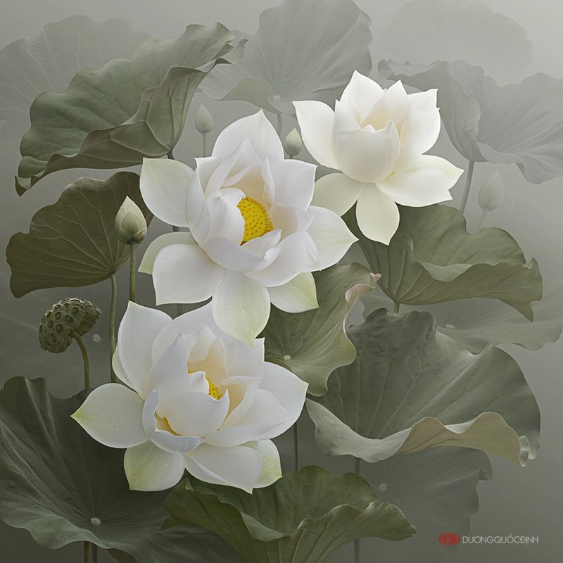 Белые лотосы - цветы, фауна, лотос, белые цветы - оригинал