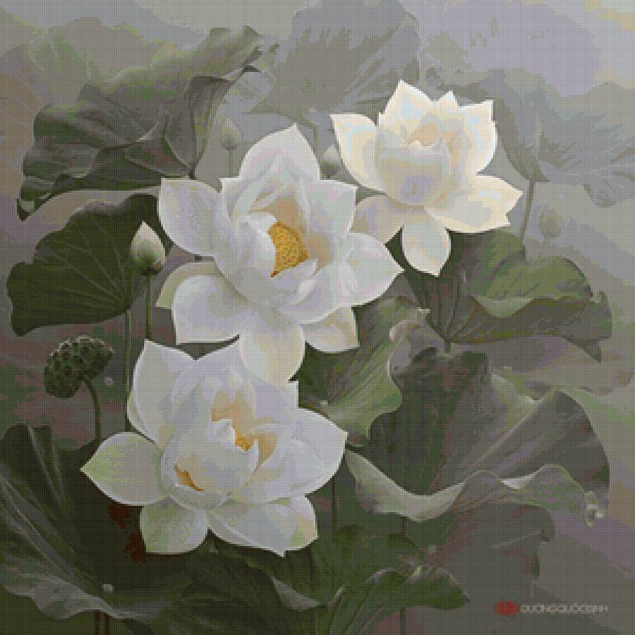 Белые лотосы - белые цветы, фауна, цветы, лотос - предпросмотр