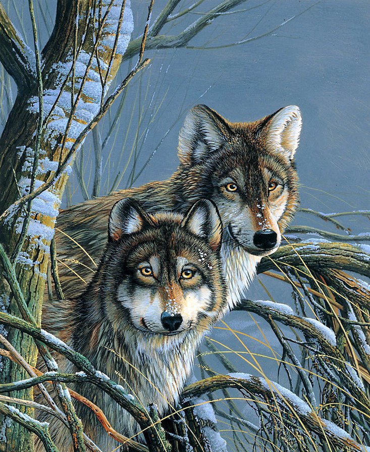 он и она - зима, хищники, волки, пара, волк - оригинал