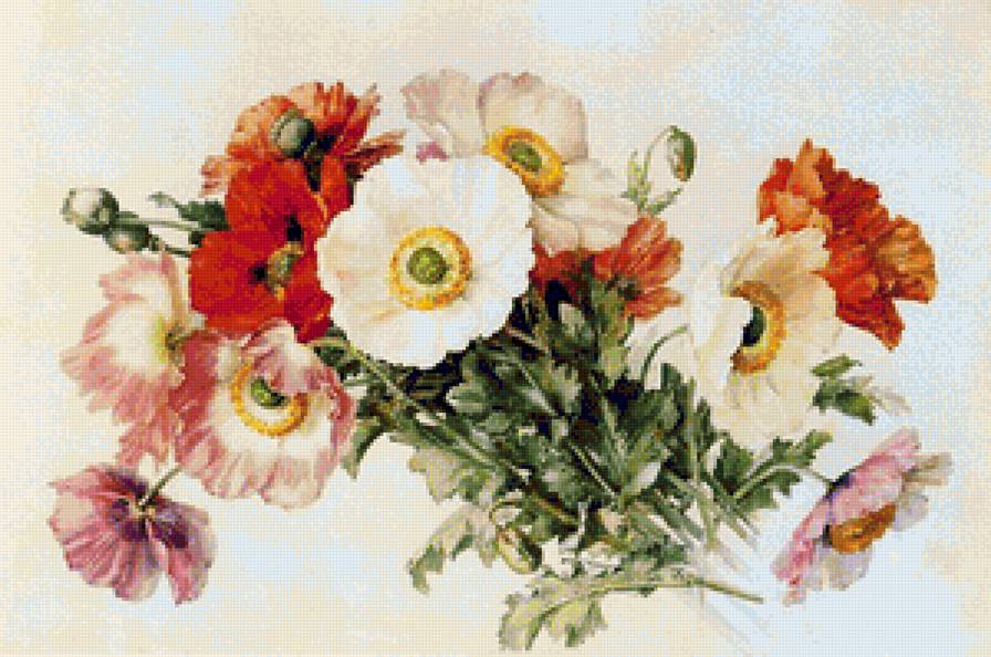 Букет маков - букет, маки, натюрморт, весенние цветы, полевые цветы, весна, цветы - предпросмотр