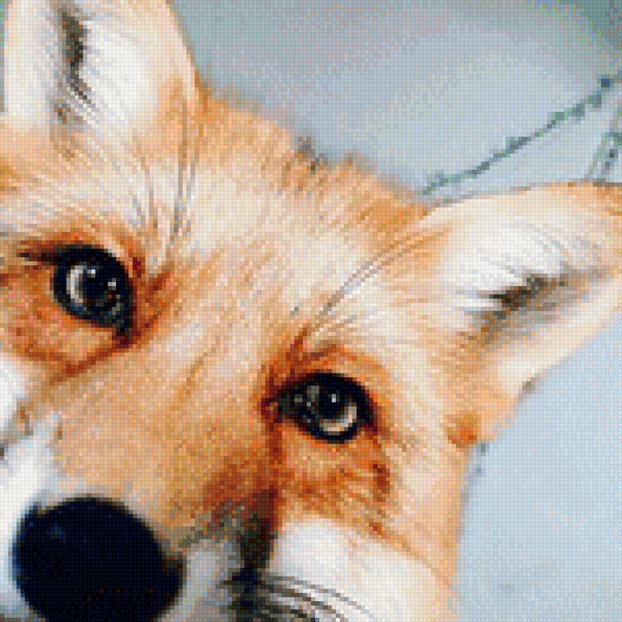 Лиса - животные, лиса - предпросмотр