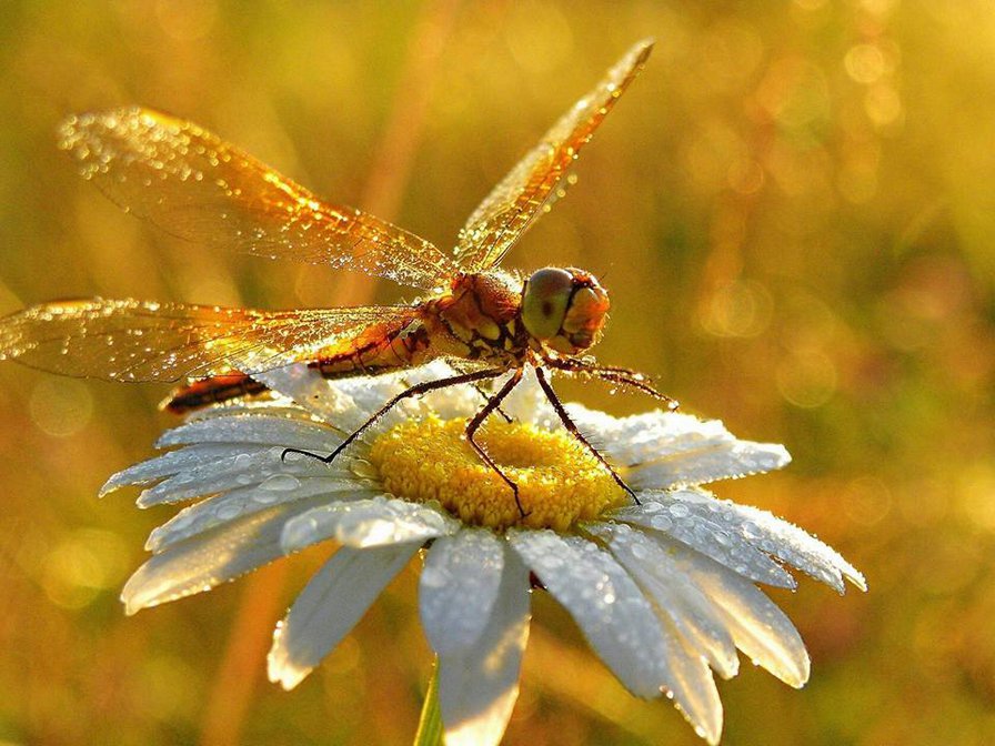 Стрекоза - природа - оригинал