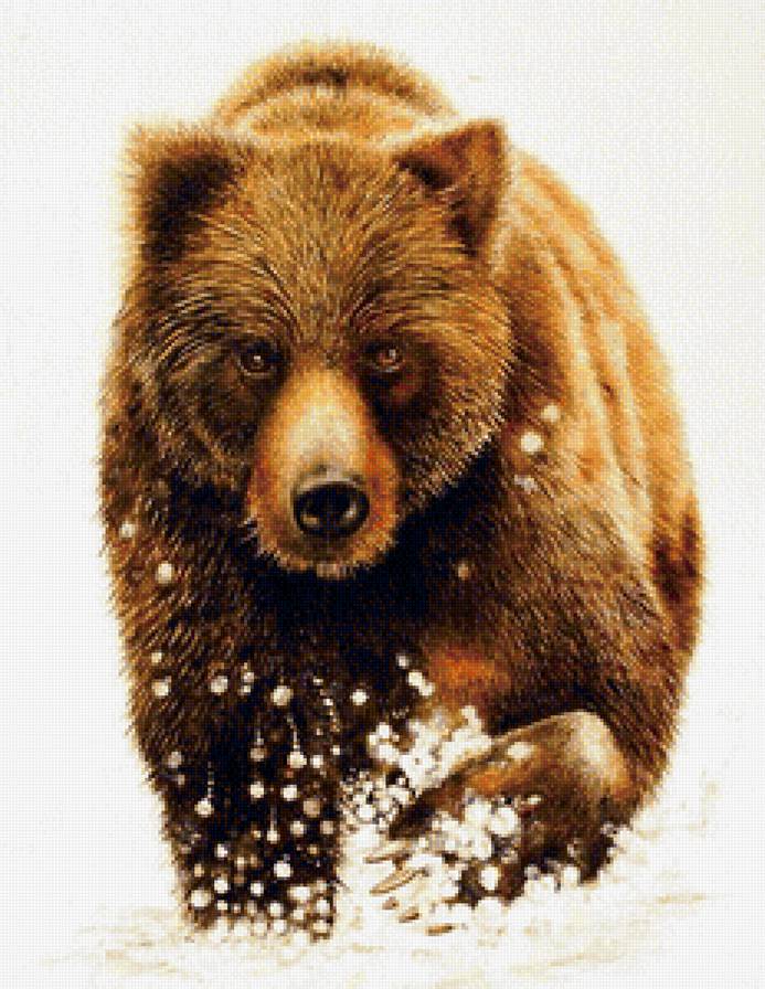 Медведь - животные - предпросмотр