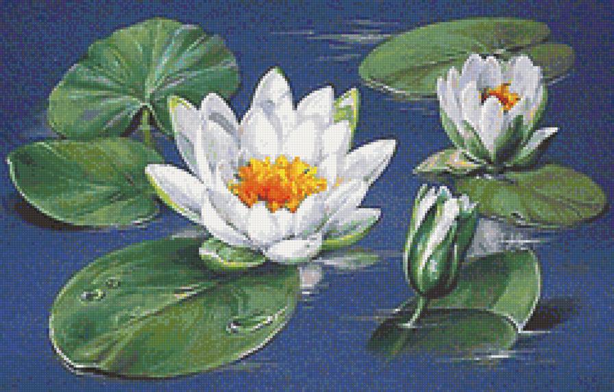 Водяные лилии - цветы, водяные лилии - предпросмотр