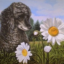 пудель в ромашках