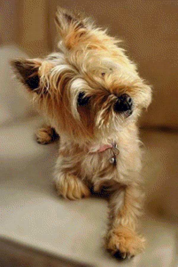 Yorkie - yorkie - предпросмотр