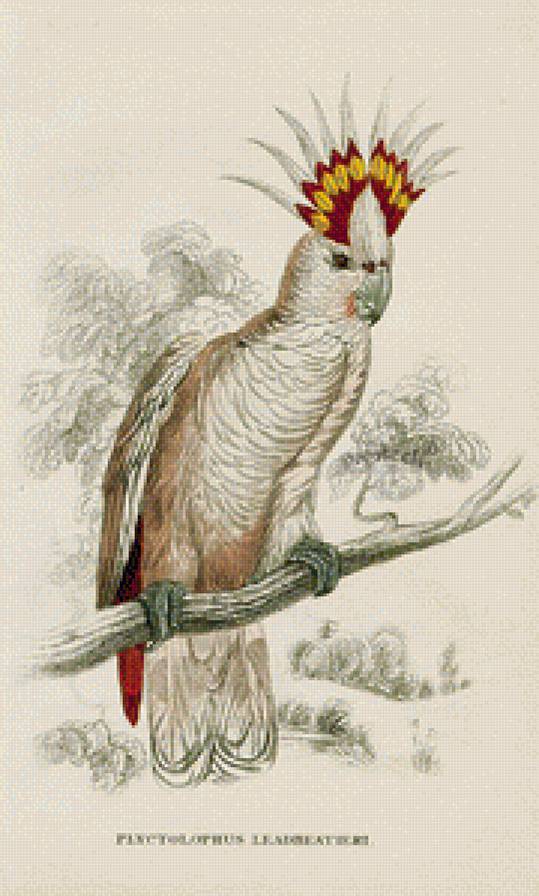 Kakadu - kakadu - предпросмотр