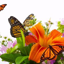 бабочки на лилии