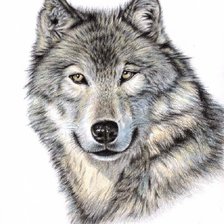 Оригинал схемы вышивки «волк» (№1232825)