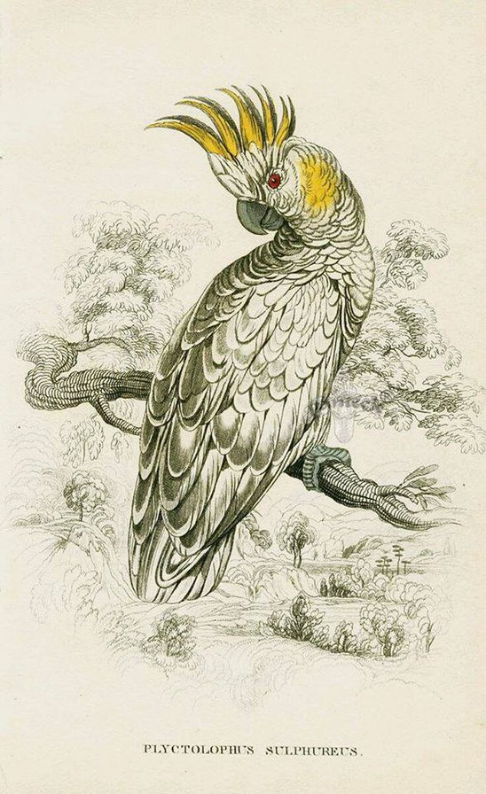 kakadu - kakadu - оригинал