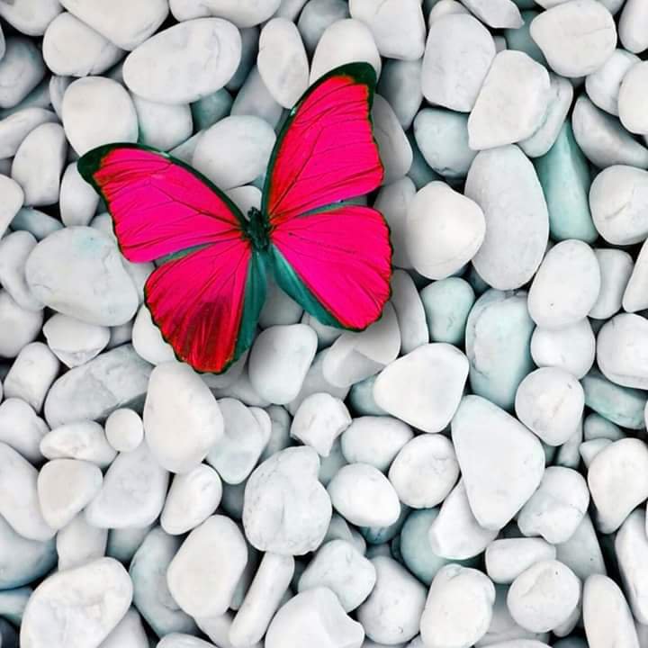 butterfly - butterfly - оригинал